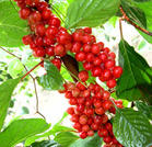 Schisandra Chinensis P.E./ Schisandrins 2%-9%/ Schisandrin A/B 1%