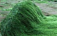  Spirulina Blue Color/Spirulina blue/Algae blue 