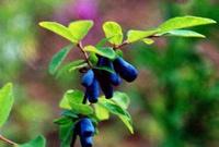 Sweetberry Anthocyanin
