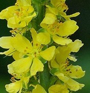 agrimony extract