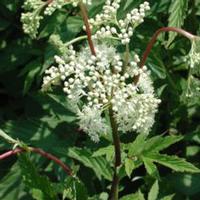 angelica extract 