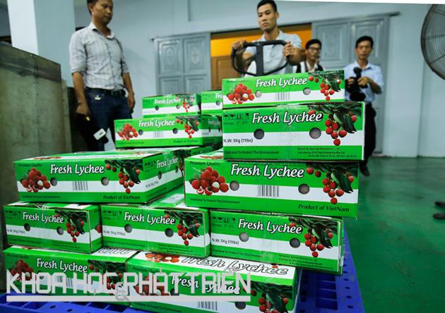 Fresh Lychee From Vietnam