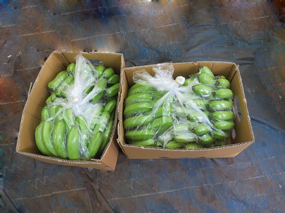 Fresh Cavendish Banana From Viet Nam