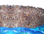 IQF black fungus strips