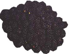 IQF blackberries