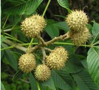 buckeye extract