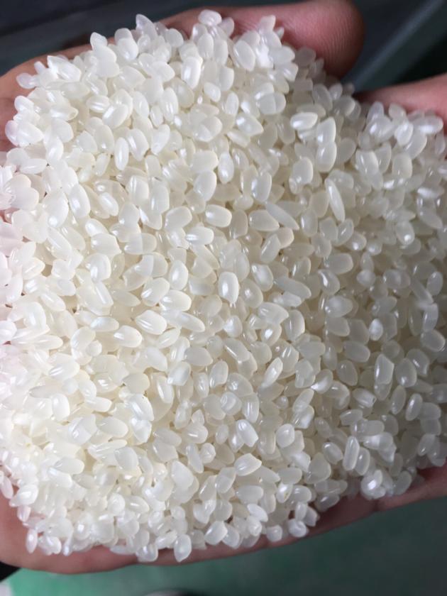JAPONICA RICE 5 BROKEN ROUND GRAIN