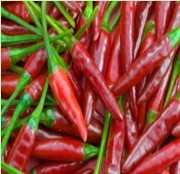 capsaicin, capsaicine