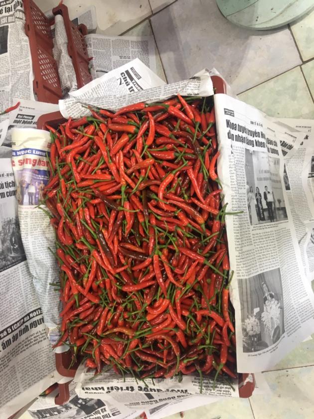 Chili Peppers