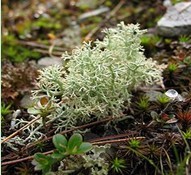 cladonia extract