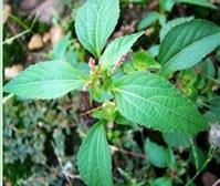 copperleaf extract