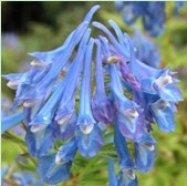 corydalis extract