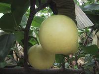 century pear