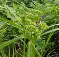 flatsedge extract