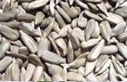 hulled sunflower seed kernels
