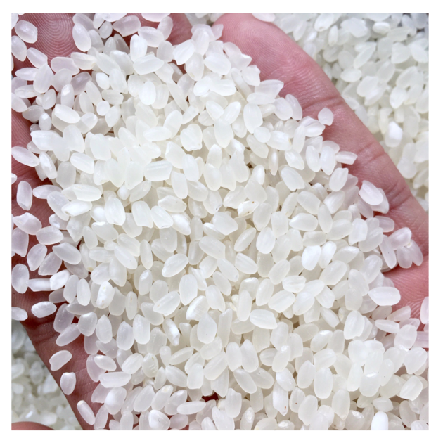 JAPONICA RICE 5 BROKEN ROUND GRAIN
