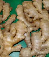 Ginger