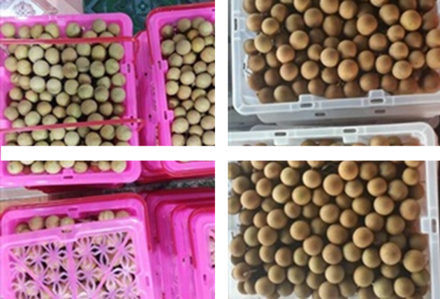 Fresh Longan Fruit From Viet Nam