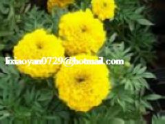 marigold oleoresin/ lutein