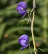 monkshood extract