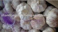 normal white garlic