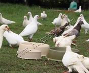 eco-friendly pet feeders