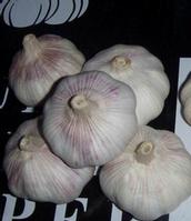 China garlic