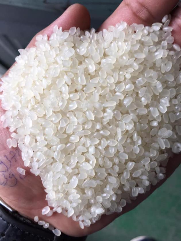 Japonica Rice- Sushi Rice- Japanese rice- Calrose rice- Egyptian rice