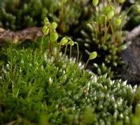silvergreen bryum moss extract