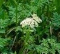 snowparsley extract