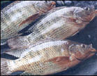 frozen tilapia