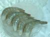 frozen vannamei shrimp hoso,hlso,pd,pud,pdto