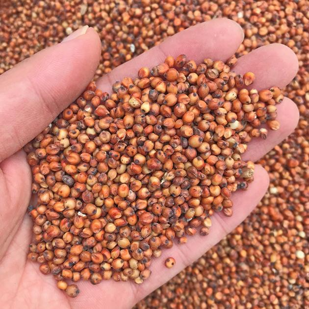 Wheat Maize Rice Rice Bran Millets