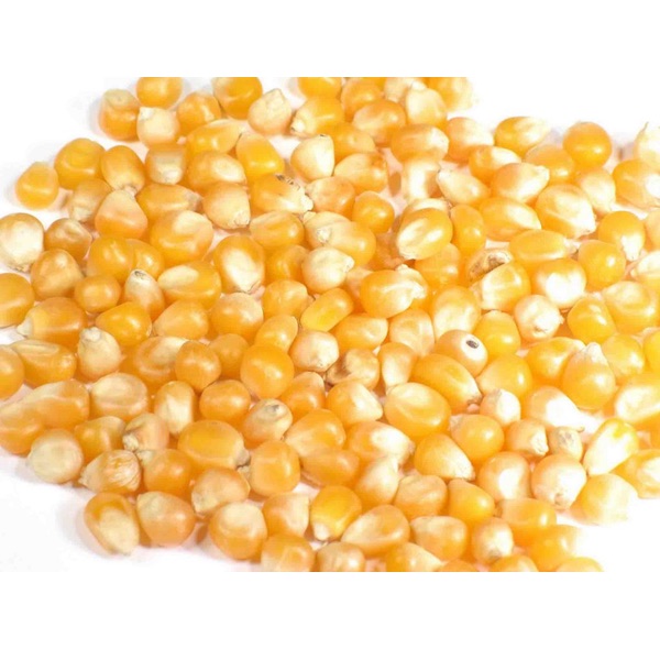 Green Mung Beans/Kidney Beans/Yellow Maize/Lentils