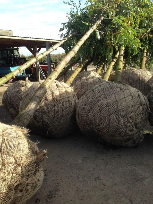 JUTE SOIL SAVER JUTE GEOTEXTILE