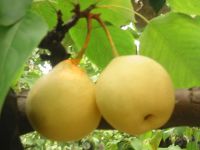 Fresh Ya Pear