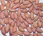 Peanut Kernels