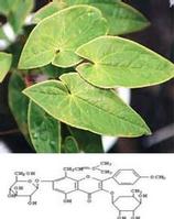 Epimedium Extract 10%-98%icariins