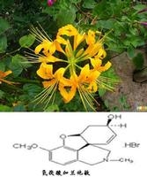 Shorttube Lycoris extract 99%Galanthamine Hydrobromide