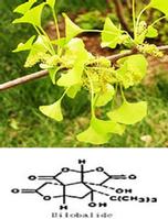 Gingko Biloba Extract