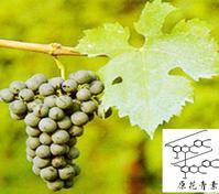 Grape Seed Extract 95%Proanthocyanidins