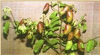 Griffonia seed extract 99%5-HTP