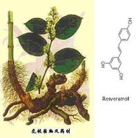 Giant knotweed extract 20%-98%Resveratrol