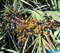 Saw Palmetto Extract