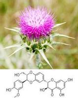 Milk Thistle Extract 80%Silymarin