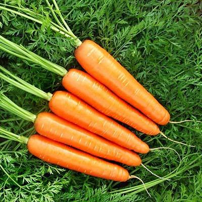 carrots