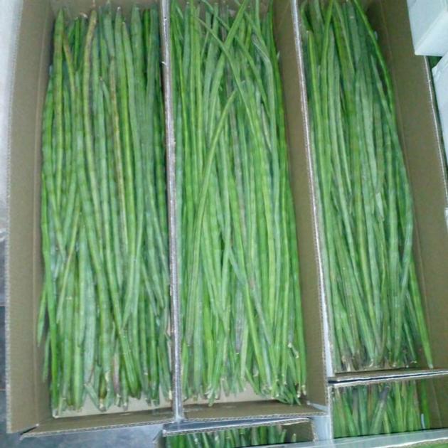 Fresh Drumsticks Indian Moringa