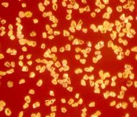 synthetic diamond micro powder