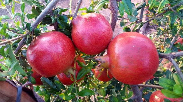 Pomegranates