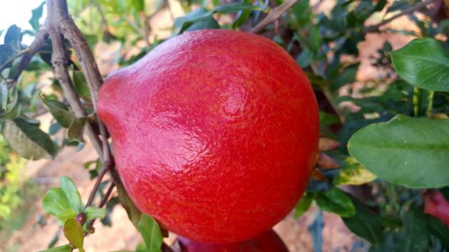 Pomegranates